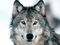 Wildgraywolf