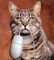 graig