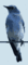 Bluebird