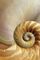 SpiralOut