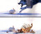 mudrabbit01
