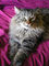 Mr Meowgi
