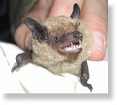 Click to enlarge Bat in Coffee