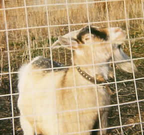Ruminant (Goat)