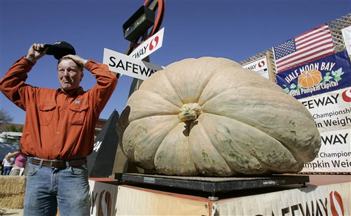1528lb pumpkin