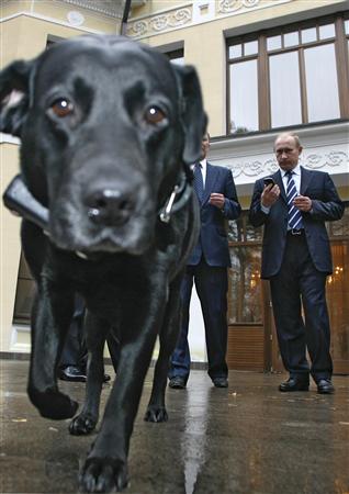 Putin watches his dog Koni 