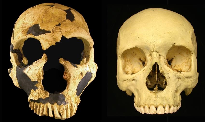 Comparison of a Neanderthal skull (left) with that of a Homo sapiens.