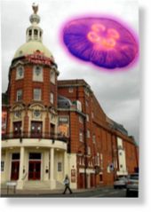 Click to enlarge Merton jelly-fish