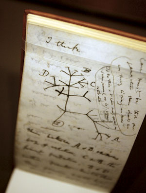 Darwin tree of life drawing