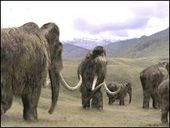 mammoths