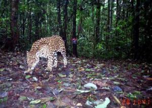 Click to enlarge jaguar