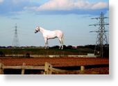 sculpture white stallion