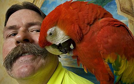 parrot helps man