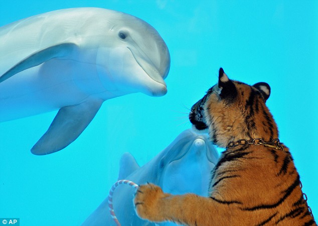 Dolphin and tiger cub I