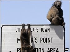 Baboons - Cape Town