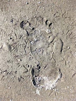 Bigfoot