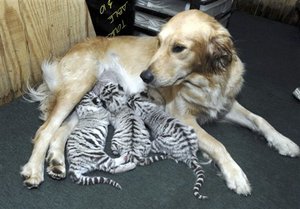 Dog, tiger cubs