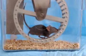 Mouse on a treadmill