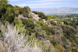 A view into the San Fernando Valley from Mulholland Drive in Laurel Canyon; in the foreground is the undergrowth where the body of Marina Habe was found.