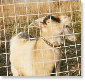 Ruminant (Goat)