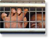 Click to enlarge Palestinian detainee