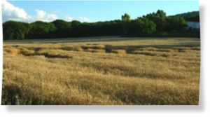 Click to enlarge Chicoana wheat field