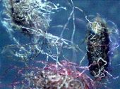 morgellons