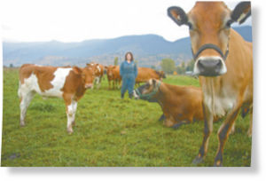 Cows
