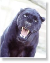 Click to enlarge Black panther