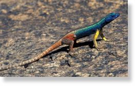 augrabies flat lizard  can survive longer by avoiding competition
