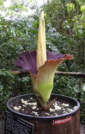amorphophallus titanum bloom. A Titan Arum (Amorphophallus