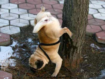 http://www.sott.net/image/image/257/dog_peeing.jpg