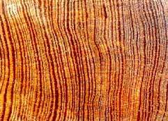 tree rings