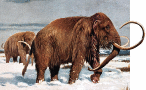 Mammoths