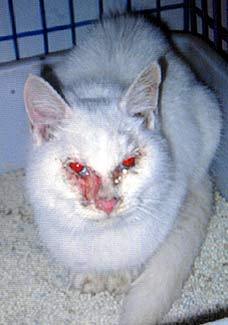 Click to enlarge rescued cat