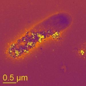 mineral nanoparticles