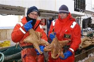 Giant starfish