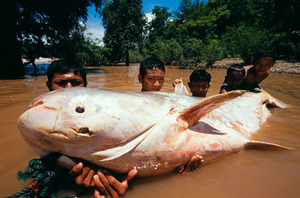 Largest catfish species