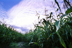 GM Crops - Lower yield