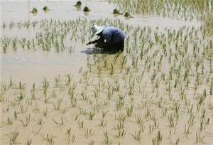  farmer plants rice sprouts