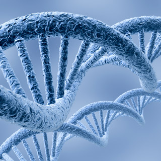 Genes In Humans