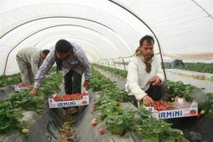 Click to enlarge Nea Manolada strawberry pickers