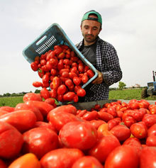 Tomato Slaves Puglia 01