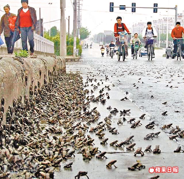 Flashback: Frog Migration: Omen to China Earthquake Disaster