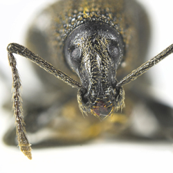 Weevil