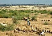 Palestinian shepherd