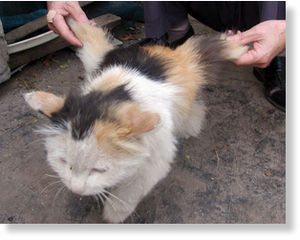 Click to enlarge winged cat