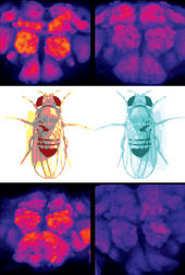 Click to enlarge Fly