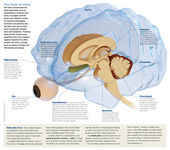 Click to enlarge Brain