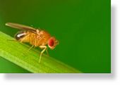 Click to enlarge Fruit Fly